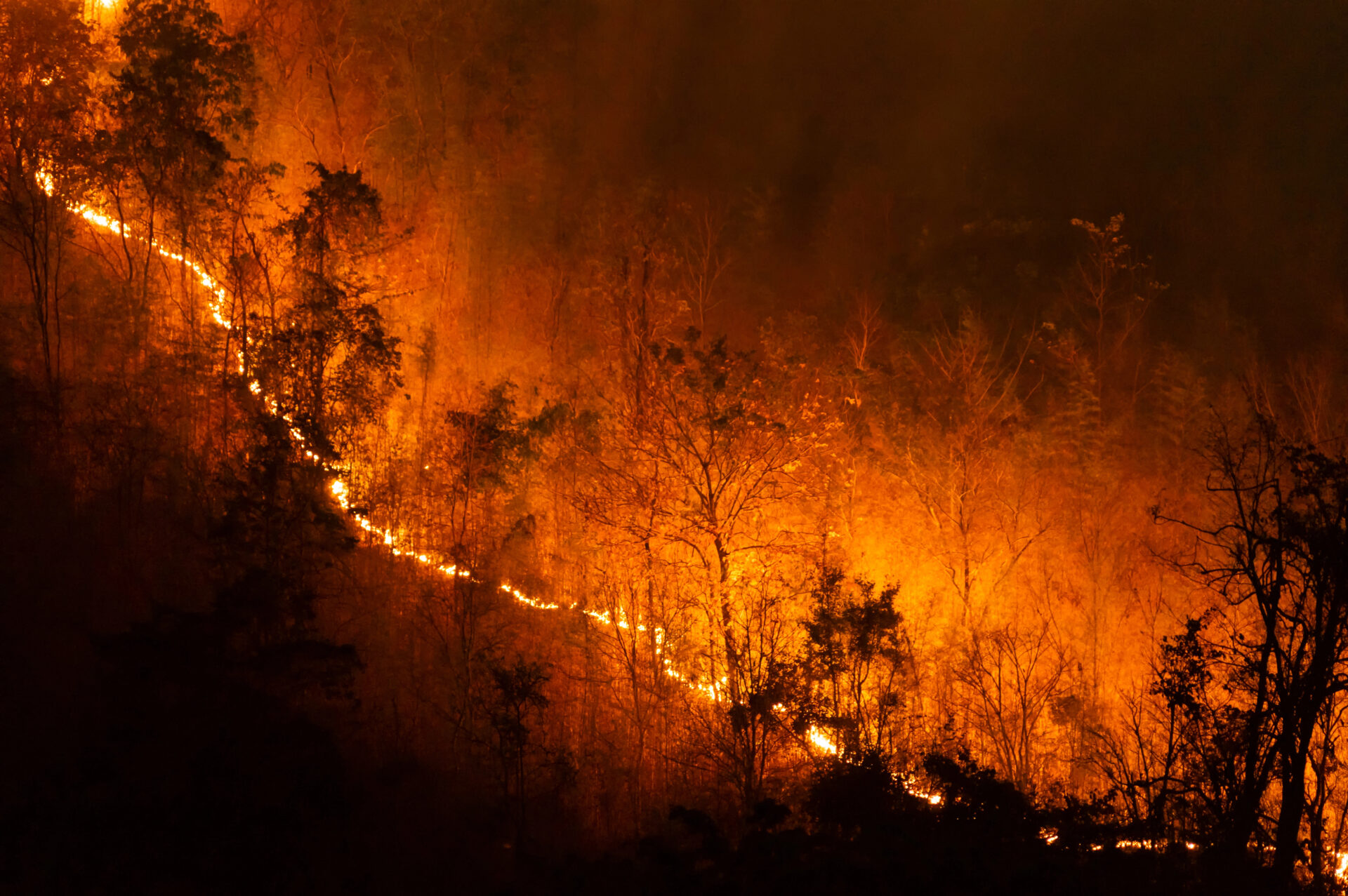 What Democrats Won’t Tell You About Wildfires (and Climate Change)